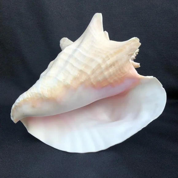Queen Conch Seashell Strombus Gigas Decoration Large 8” x 6 1/2”” - Picture 7 of 10